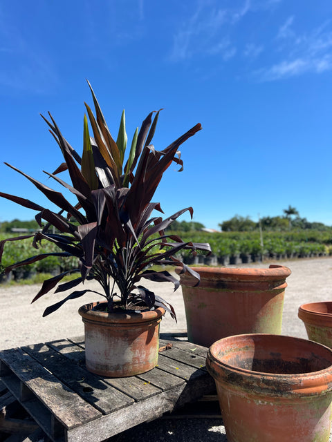 Ti Plant (Cordyline fruticosa 'Black Magic')