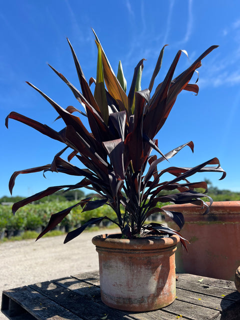 Ti Plant (Cordyline fruticosa 'Black Magic')