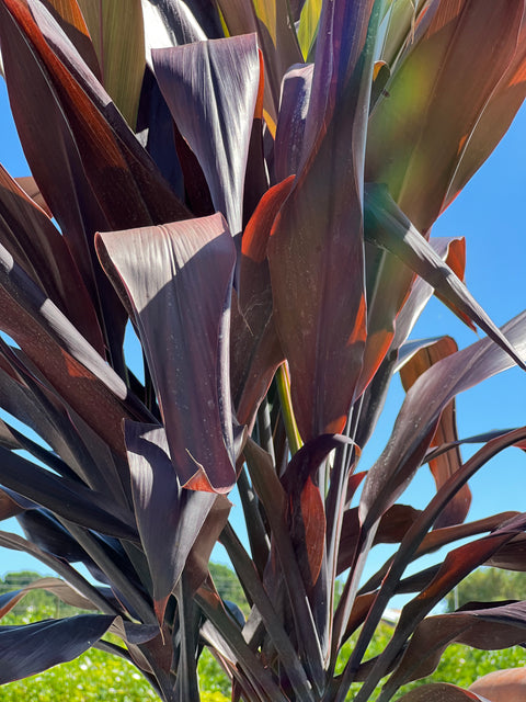 Ti Plant (Cordyline fruticosa 'Black Magic')