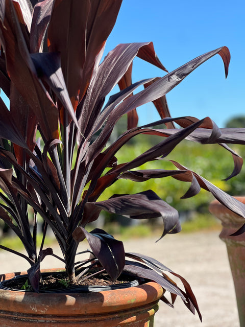 Ti Plant (Cordyline fruticosa 'Black Magic')