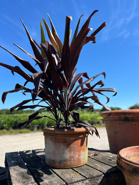 Ti Plant (Cordyline fruticosa 'Black Magic')