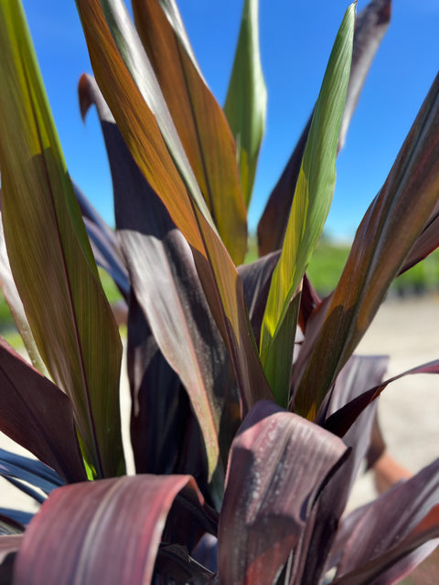 Ti Plant (Cordyline fruticosa 'Black Magic')