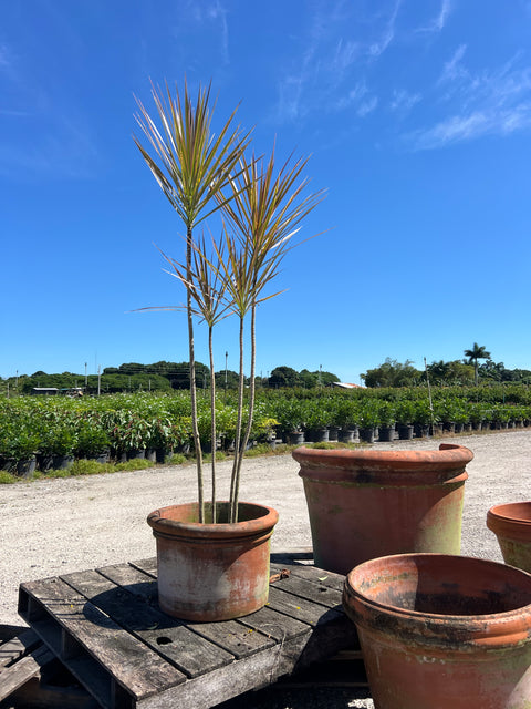 Madagascar Dragon Tree (Dracaena Marginata 'Bicolor')