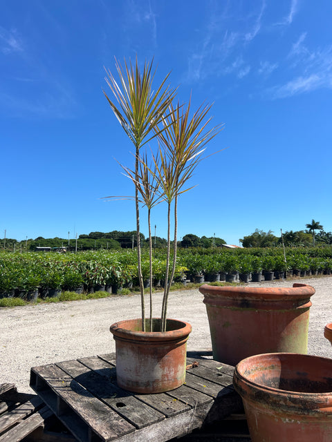 Madagascar Dragon Tree (Dracaena Marginata 'Bicolor')