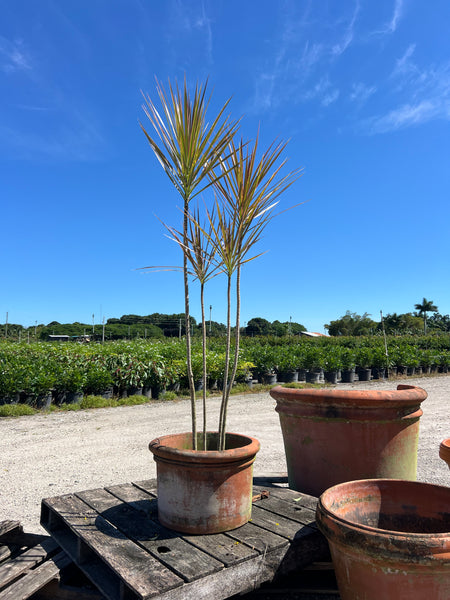 dracaena marginata companion plants Madagascar Dragon Tree for Sale