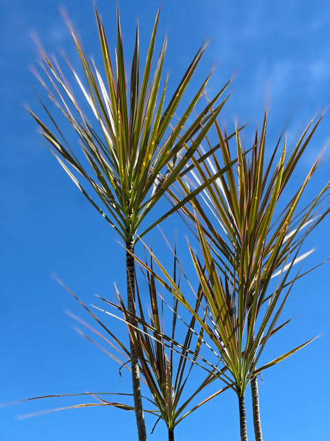 Madagascar Dragon Tree (Dracaena Marginata 'Bicolor')