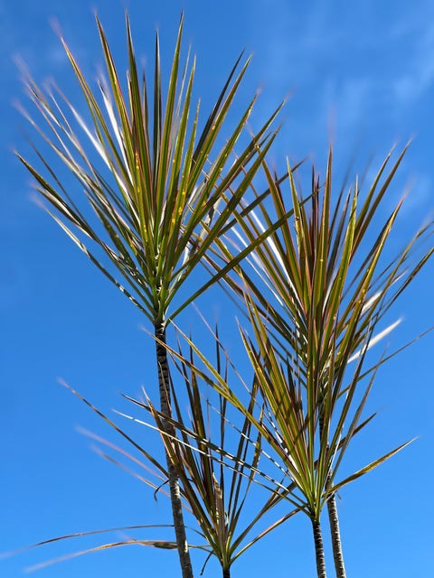 Madagascar Dragon Tree (Dracaena Marginata 'Bicolor')