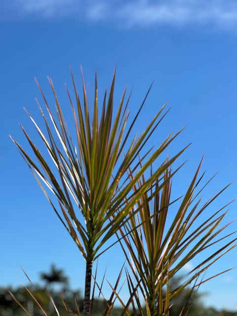 Madagascar Dragon Tree (Dracaena Marginata 'Bicolor')