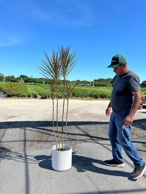 Madagascar Dragon Tree (Dracaena Marginata 'Bicolor')