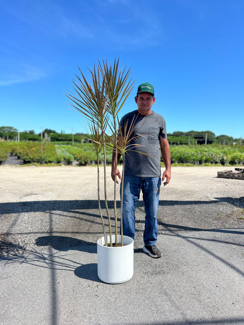 Madagascar Dragon Tree (Dracaena Marginata 'Bicolor')