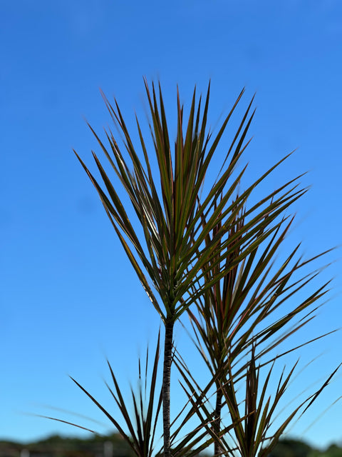 Madagascar Dragon Tree (Dracaena Marginata 'Bicolor')