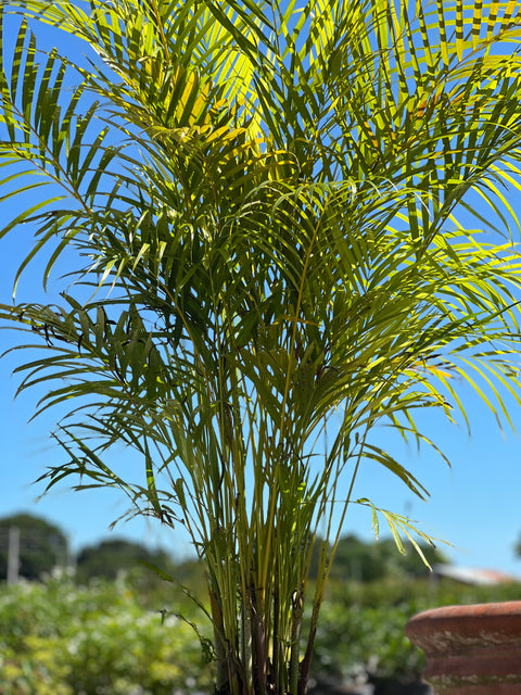 Areca Palm (Dypsis Lutescens)