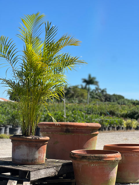 Areca Palm (Dypsis Lutescens)