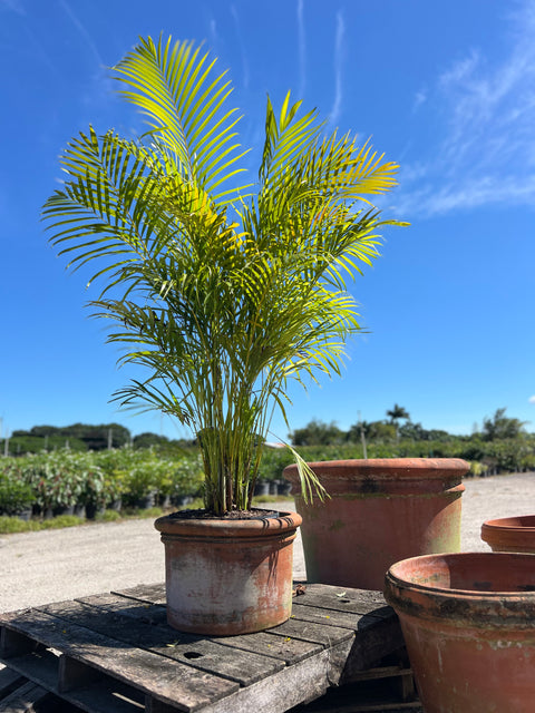 Areca Palm (Dypsis Lutescens)