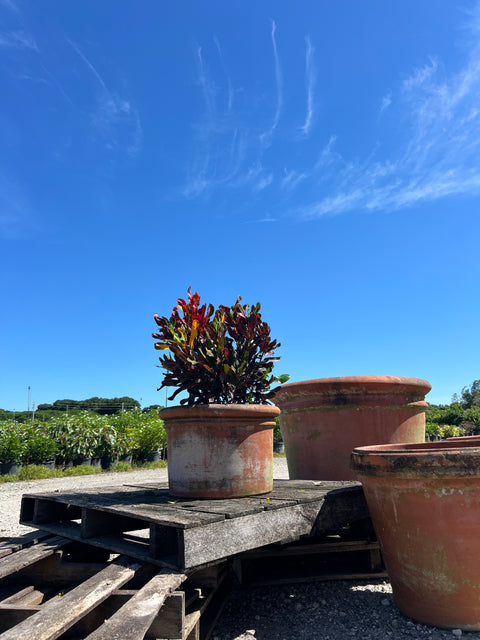 Red Croton Curly Boy