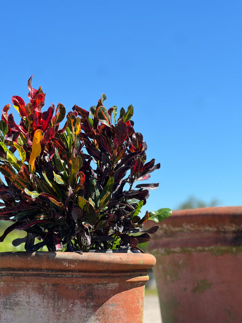 Red Croton Curly Boy