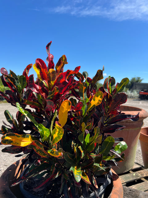 Red Croton Curly Boy