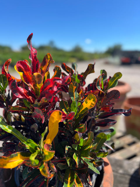 Red Croton Curly Boy