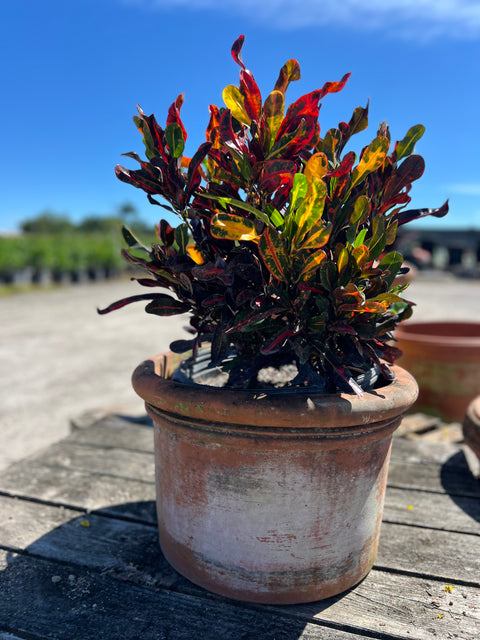 Red Croton Curly Boy