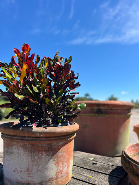 Red Croton Curly Boy