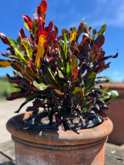 Red Croton Curly Boy