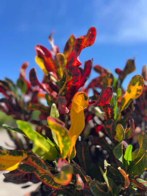 Red Croton Curly Boy