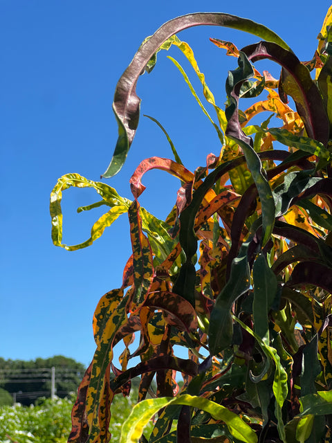 Croton Dreadlock (Codiaeum variegatum)