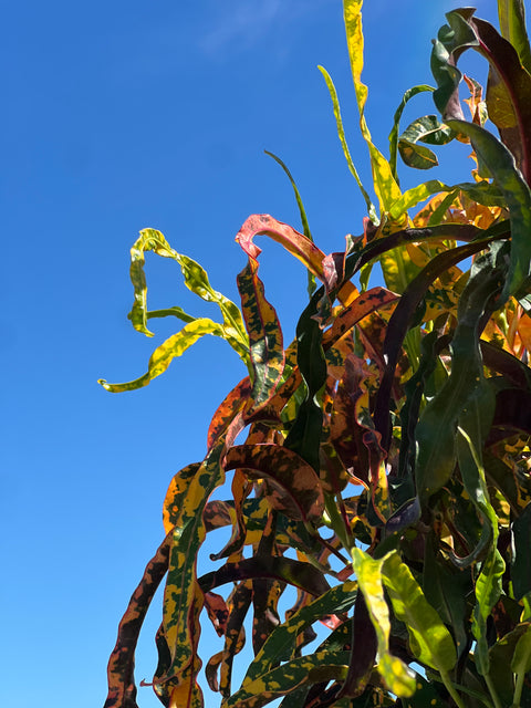 Croton Dreadlock (Codiaeum variegatum)