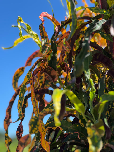 Croton Dreadlock (Codiaeum variegatum)