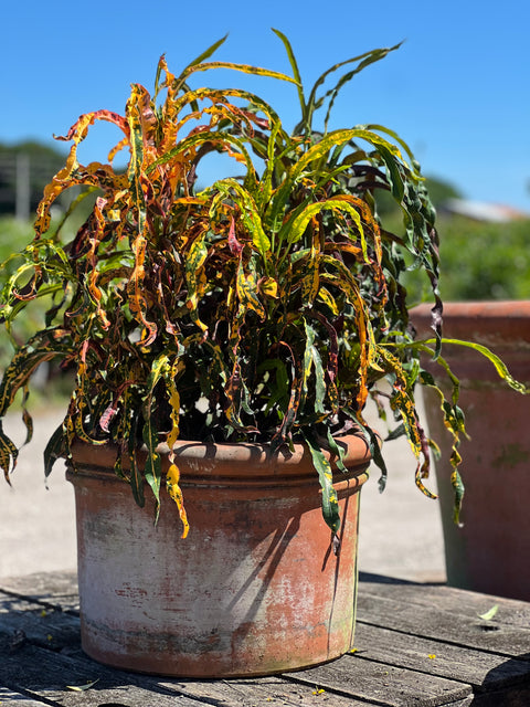 Croton Dreadlock (Codiaeum variegatum)