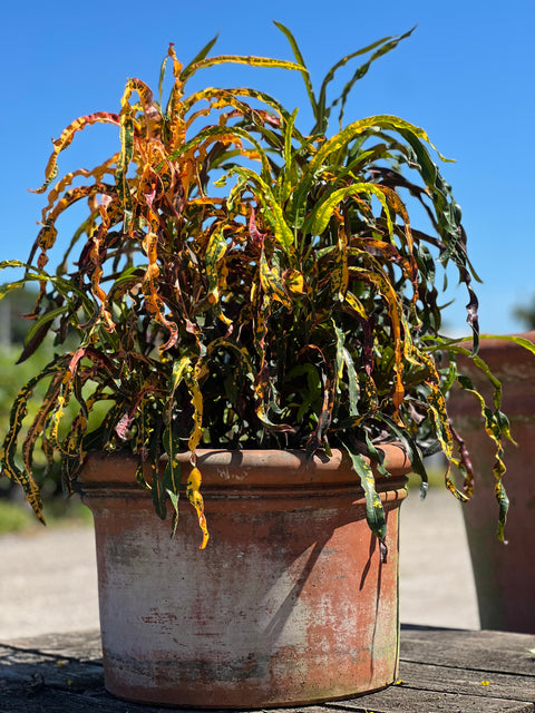 Croton Dreadlock (Codiaeum variegatum)