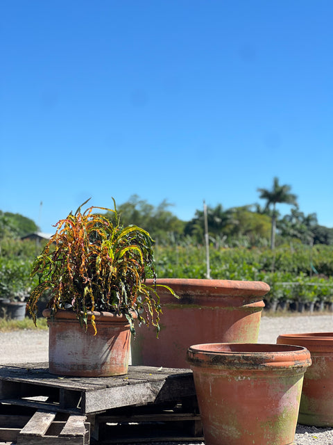 Croton Dreadlock (Codiaeum variegatum)