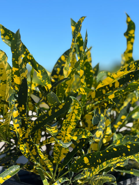 Croton Eleanor Roosevelt  (Sloppy Painter) (Codiaeum variegatum)