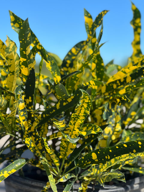 Croton Eleanor Roosevelt  (Sloppy Painter) (Codiaeum variegatum)