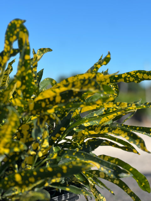 Croton Eleanor Roosevelt  (Sloppy Painter) (Codiaeum variegatum)