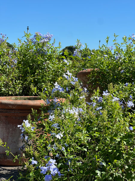 Plumbago Blue (Plumbago Auriculata 'Blue Escape')