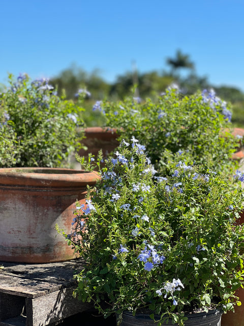 Plumbago Blue (Plumbago Auriculata 'Blue Escape')