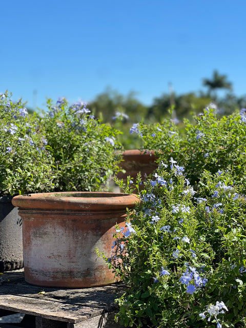 Plumbago Blue (Plumbago Auriculata 'Blue Escape')