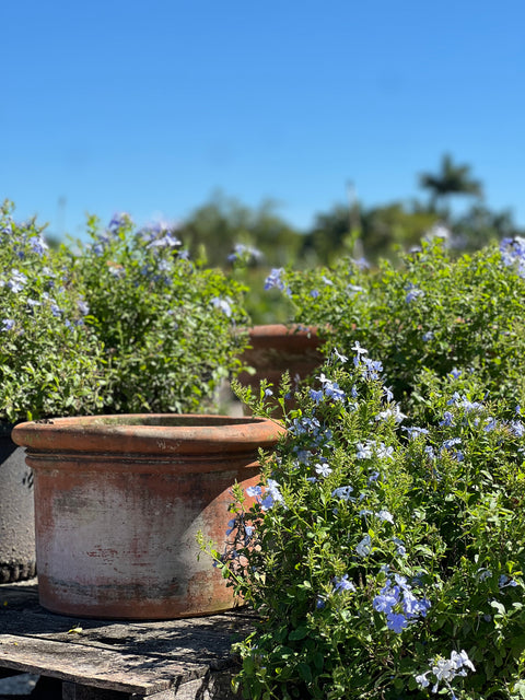 Plumbago Blue (Plumbago Auriculata 'Blue Escape')