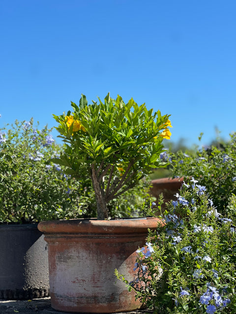 Cat’s Claw Trumpet (Dolichandra Unguis-Cati)