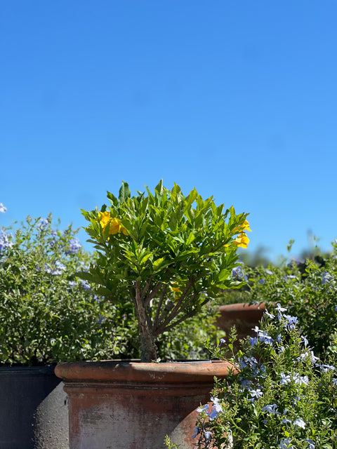 Cat’s Claw Trumpet (Dolichandra Unguis-Cati)