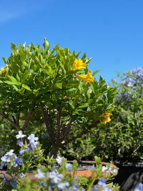 Cat’s Claw Trumpet (Dolichandra Unguis-Cati)