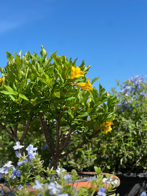 Cat’s Claw Trumpet (Dolichandra Unguis-Cati)