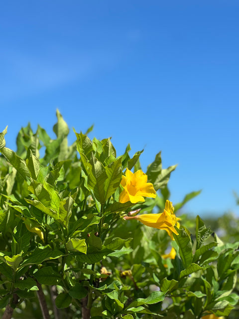 Cat’s Claw Trumpet (Dolichandra Unguis-Cati)