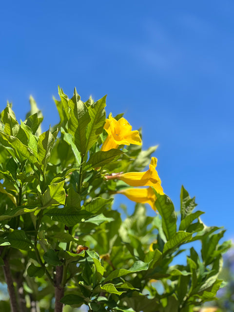 Cat’s Claw Trumpet (Dolichandra Unguis-Cati)