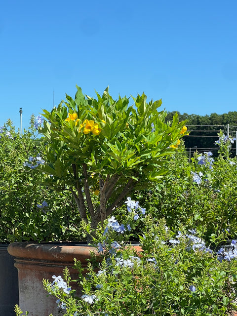 Cat’s Claw Trumpet (Dolichandra Unguis-Cati)