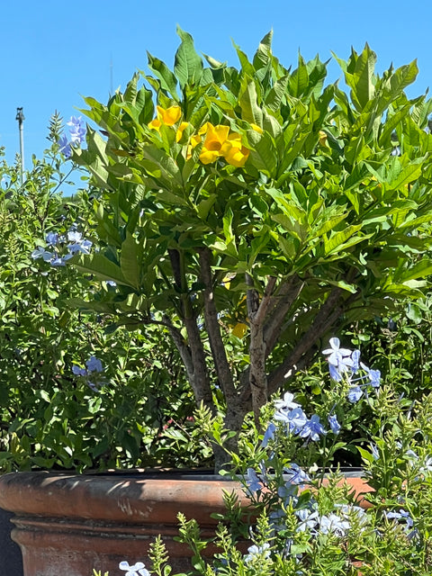 Cat’s Claw Trumpet (Dolichandra Unguis-Cati)