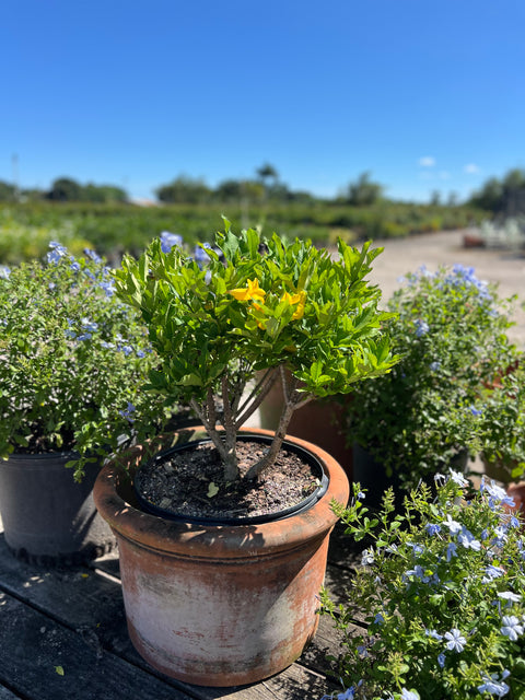 Cat’s Claw Trumpet (Dolichandra Unguis-Cati)