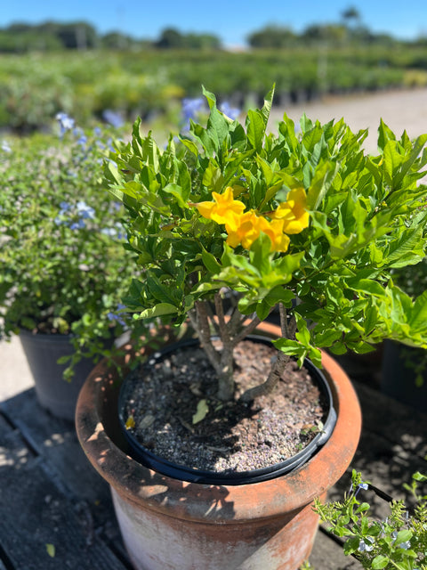 Cat’s Claw Trumpet (Dolichandra Unguis-Cati)