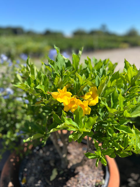 Cat’s Claw Trumpet (Dolichandra Unguis-Cati)